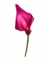 Calla Lily Mini Sumatra - 10st.