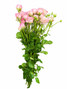 Garden Spray Rose Princess Fairy Kiss Ca-Grown - (Box) 20 bunches  - 160st total