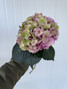 Hydrangea Classic Royal Palace Old Pink/Green  Box - 30st.