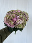 Hydrangea Classic Royal Palace Old Pink/Green  Box - 30st.