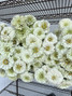 Zinnia White - 15bu. Box (150st. total) - Available July-September
