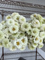 Zinnia White - 15bu. Box (150st. total) - Available July-September