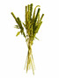 Amaranthus Upright Green - 7st.