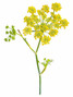 Dill Yellow - 5st