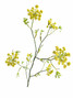 Dill Yellow - 5st