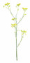 Dill Yellow - 5st
