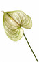 Anthurium Extase - 16st (Box)