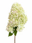 Hydrangea Paniculata Limelight Light Green - 5st