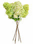 Hydrangea Paniculata Limelight Light Green - 5st