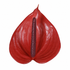 Anthurium Cerato glossy dark-red cupped bloom with natural veining and a deep-purple spadix on a white background