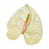 Anthurium Champagne glossy cream bloom with natural veining and a peach-pink spadix with a green tip on a white background
