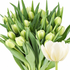 Tulip Double Avant Garde (Cream) with creamy-white double petals, pale green buds and natural green foliage on a white background
