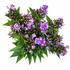 Phlox Crissy Purple - 10st