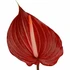 Anthurium Safari deep-red burgundy bloom with pale pink veining, naturally uneven heart-shaped contours, a blush-pink spadix, and a stem extending off the bottom on a white background