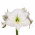 Amaryllis Casablanca with white trumpet-shaped blooms, pale-green centers and a green stem on a white background