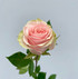 Frutetto Rose - 25 stem