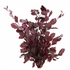 Preserved copper beech burgundy bunch with muted wine-red leaves and natural branching stems on a white background
