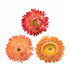 Strawflower Apricot Mix with peach, apricot-orange and coral papery blooms on a white background