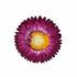 Burgundy strawflower with layered wine-plum papery petals and a golden-yellow center on a white background
