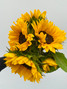 Sunflowers CA-Grown- 5 stem