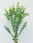 Acacia Pearl CA-Grown -  10 stems