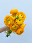 Yellow Ranunculus - 10st.