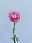 Light Pink Ranunculus - 10st.