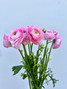 Light Pink Ranunculus - 10st.