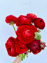 Red Ranunculus - 10st.