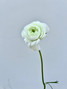 White Ranunculus - 10st.