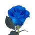 Ecuadorian Roses Blue