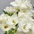 white freesia bunch