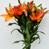 Asiatic Lily Royal Sunset (Orange) bunch