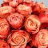 Kahala Roses bunch