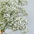 Million Star Gypsophilia (Baby’s Breath) bunch