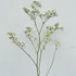 Million Star Gypsophilia (Baby’s Breath) stem