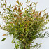 Nandina foliage Nandina foliage