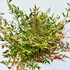 Nandina foliage Nandina foliage