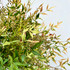 Nandina foliage close up Nandina foliage close up