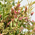 Nandina foliage close up Nandina foliage close up