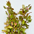 Maple Foliage Maple Foliage