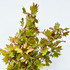 Maple Foliage bunch Maple Foliage bunch