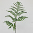 leather leaf fern stem