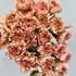 Carnation Caramel (Solei) - 25st