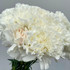 Carnation White - 25st