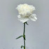 Carnation White - 25st