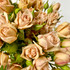 Sahara Spray Roses - 10st