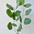 Silver Dollar Eucalyptus CA-Grown - 10st