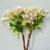 PeeGee Hydrangea - 7st