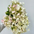 PeeGee Hydrangea - 7st
